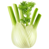 Fenouils