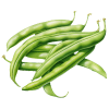 Haricots / Pois