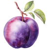 Prunes